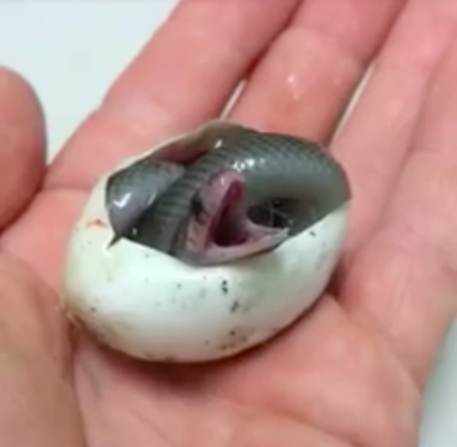 Il video di un piccolo serpente, pochi momenti dopo la schiusa dell’uovo