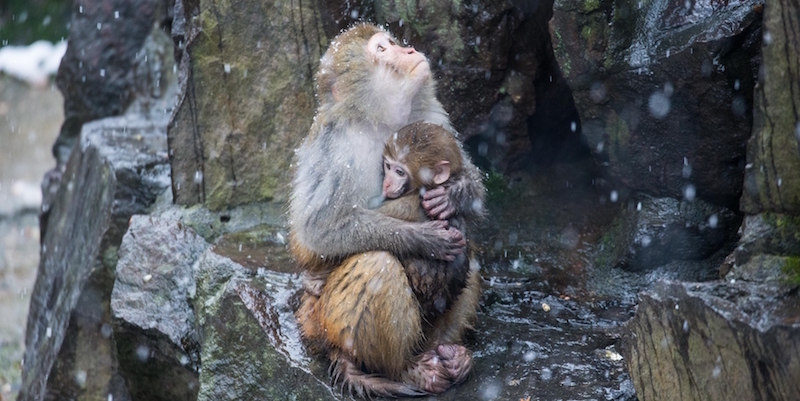 Due scimmie nello zoo di Hangzhou, in Cina (STR/AFP/Getty Images)