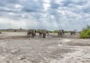 Il Botswana ha cancellato il divieto di caccia agli elefanti