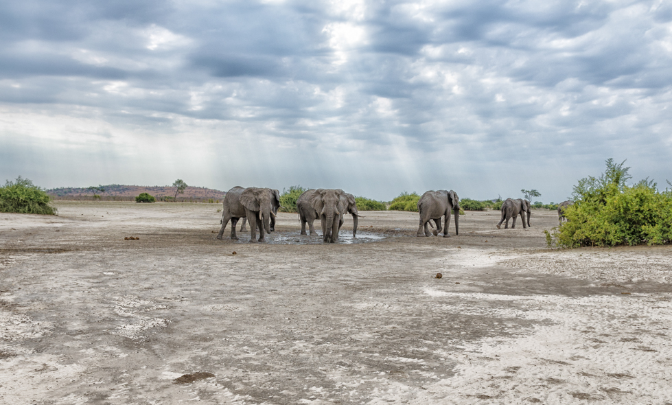 Elefanti in Botswana (Michael Jansen via Flickr).