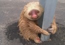 Le foto del piccolo bradipo soccorso su una strada dell'Ecuador