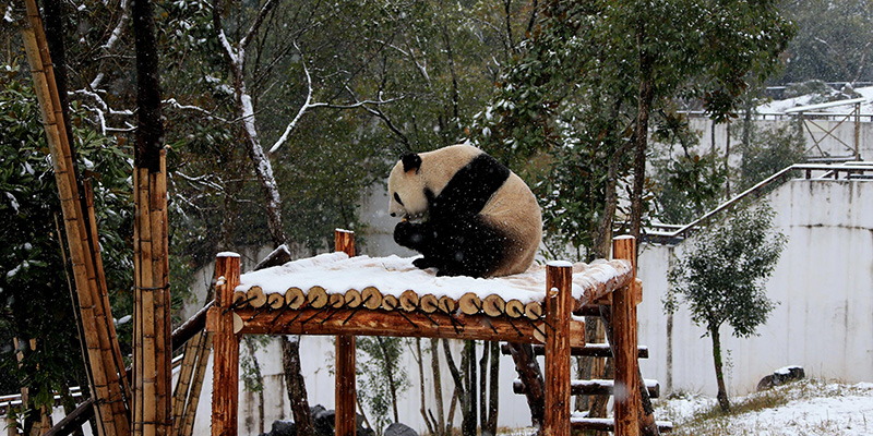 Un panda nello zoo di Huangshan, in Cina. (AP Photo)