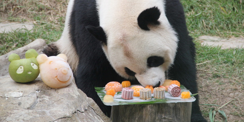 Un panda gigante mangia allo zoo di Macao, Cina. (AP)