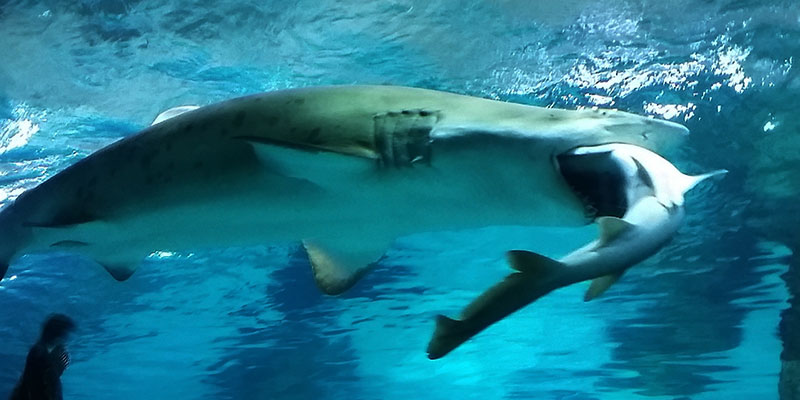 (COEX Aquarium via Getty Images)