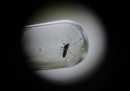 Cos'è e come si trasmette il virus Zika