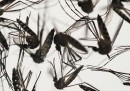 Dovremmo sterminare tutte le zanzare?