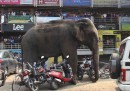 Un elefante in città