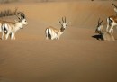 Abu Dhabi, Emirati Arabi Uniti