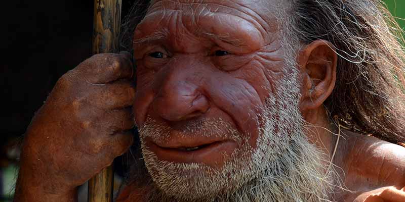 Una ricostruzione dell'uomo di Neanderthal esposta al Neandertal Museum in Germania. (Horst Ossinger/picture-alliance/dpa/AP Images)