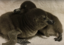 Il video dei due pinguini nati nello zoo di Dallas