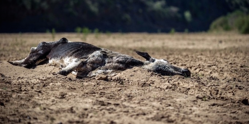 La carcassa di una mucca sul letto del fiume Black Umfolozi River, a Nongoma , Sudafrica
9 novembre 2015

(MUJAHID SAFODIEN/AFP/Getty Images)