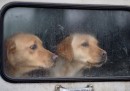 Cani dal finestrino