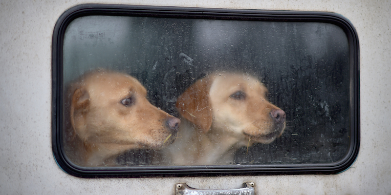 Due cani su una macchina ad Aberlour, in Scozia (Jeff J Mitchell/Getty Images)