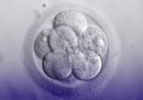 Il Regno Unito ha autorizzato le ricerche per modificare geneticamente gli embrioni umani