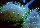 I polipi fluorescenti nel Mar Rosso