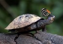 Le farfalle "bevono" lacrime di tartaruga (lo dice National Geographic)