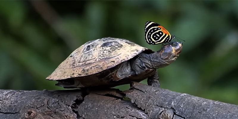 Le farfalle “bevono” lacrime di tartaruga (lo dice National Geographic)