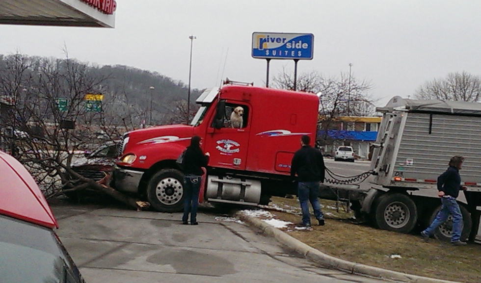 Un camion con un cane al posto di guida si è schiantato contro un albero in Minnesota