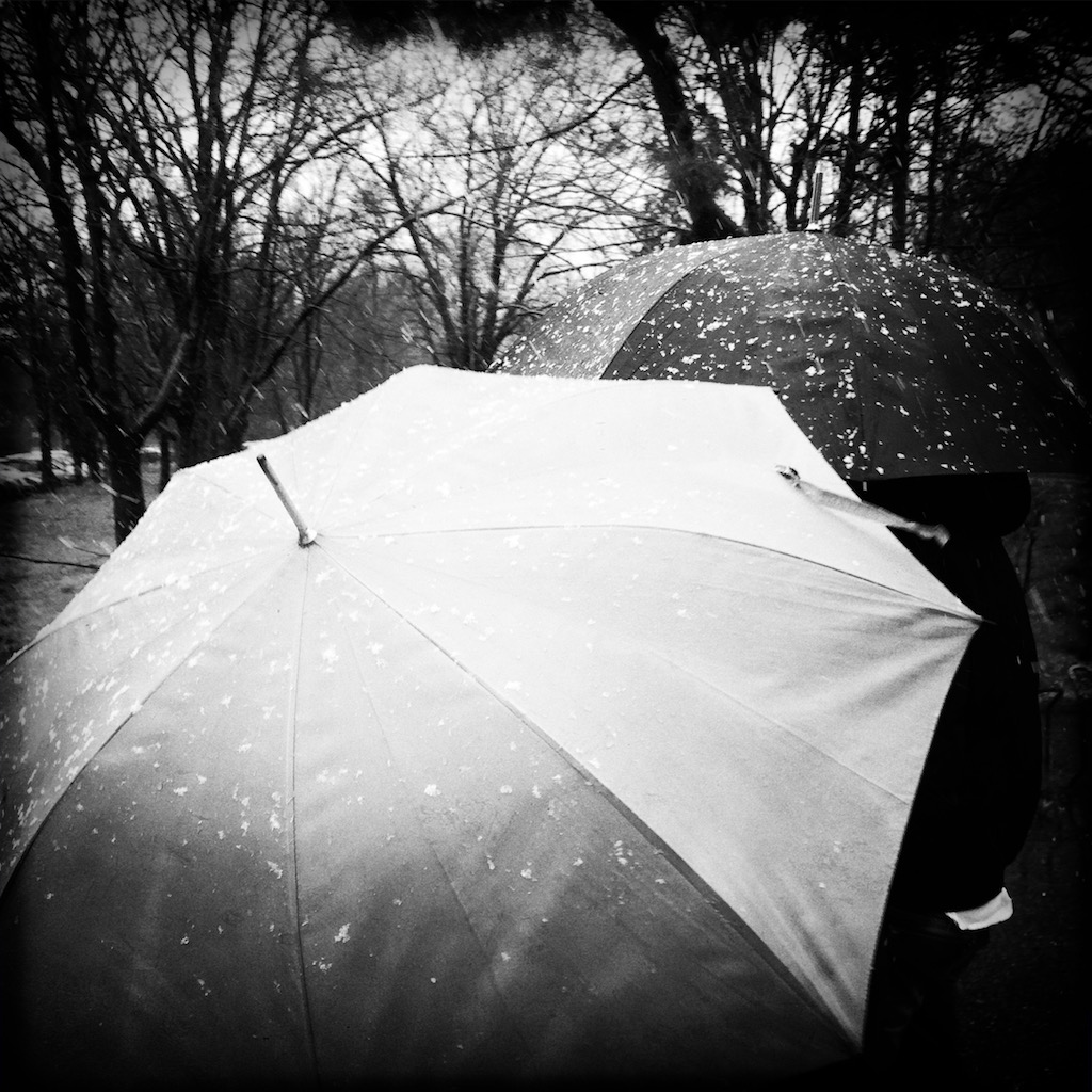 le viole di marzo (sfiorivano)