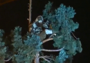 A Seattle un uomo si è arrampicato sopra un albero molto alto e sembra non avere intenzione di scendere