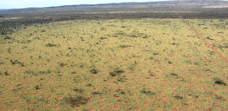 I cerchi delle fate in Australia. (Kevin Sanders/picture-alliance/dpa/AP Images)