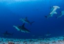 Alle Galápagos c'è un santuario marino per gli squali, grande quanto Lombardia e Lazio insieme
