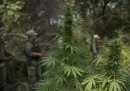 Negli Stati Uniti la legalizzazione della marijuana ne ha diminuito il commercio illegale