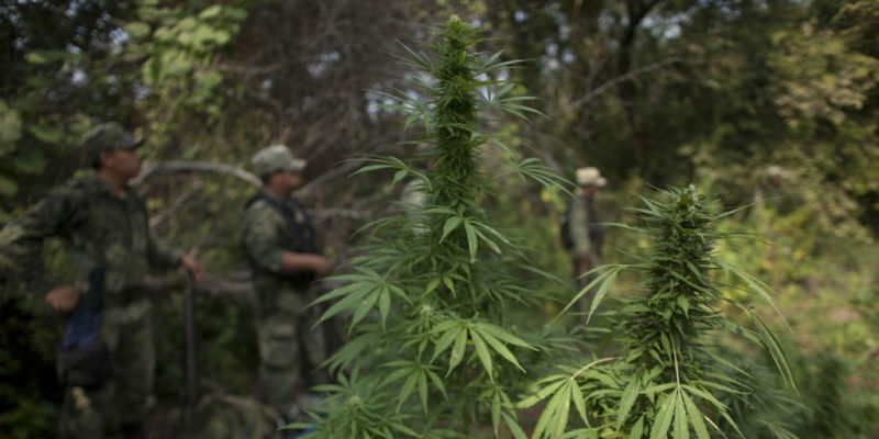 Alcuni soldati in una piantagione di cannabis scoperta nello stato messicano del Michoacan (Alexandre Meneghini/AP)