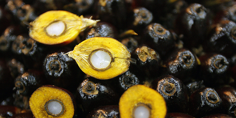 Frutti della palma da olio (TENGKU BAHAR/AFP/Getty Images)