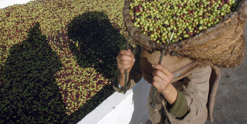 Un lavoratore tunisino trasporta un sacco di olive a Djedeida, vicino Tunisi (FETHI BELAID/AFP/Getty Images)