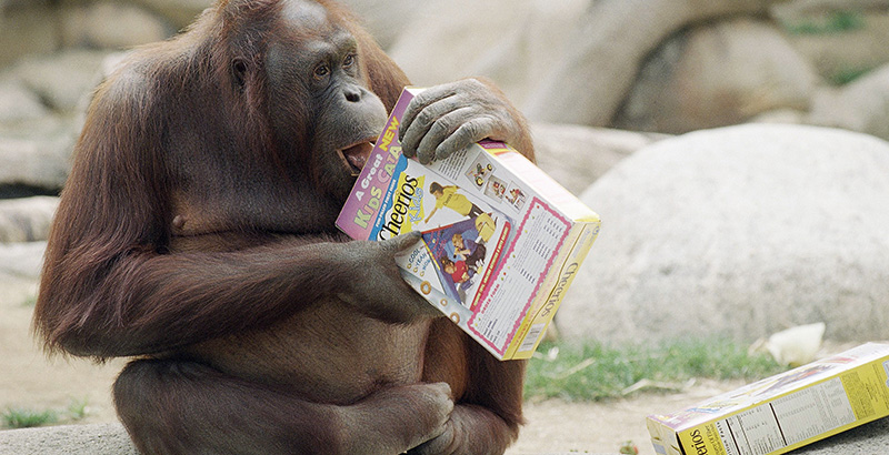 Perché i giovani americani mangiano meno cereali a colazione