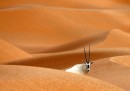 Soli nel deserto