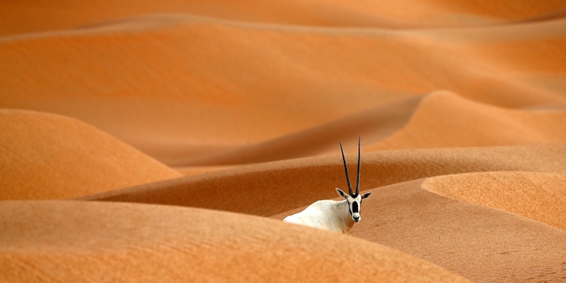 Un'orice d'Arabia nel Santuario dell'Orice d'Arabia a Umm Al-Zamool, negli Emirati Arabi Uniti (KARIM SAHIB/AFP/Getty Images)