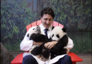 Il primo ministro canadese Justin Trudeau con i cuccioli di panda allo zoo di Toronto