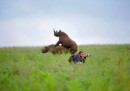 La storia dietro alla foto del fotografo che sembra non accorgersi dei rinoceronti che si accoppiano