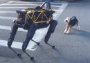 Il video di un cane che se la prende con un robot di Boston Dynamics