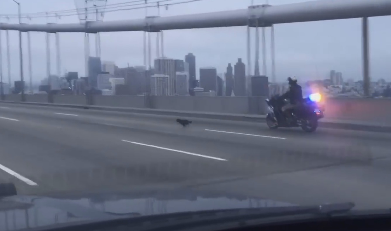 Inseguimento di chihuahua ad altissima velocità