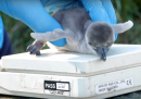Quanto pesa un pinguino appena nato?