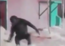 Un gorilla che balla