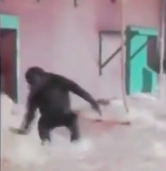 Un gorilla che balla