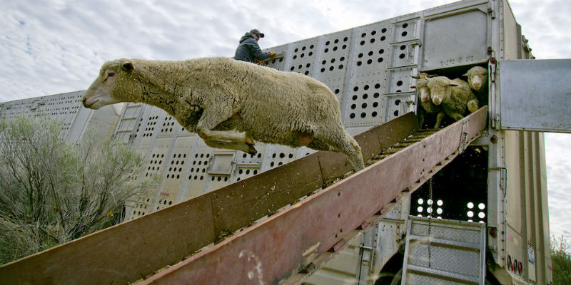 (Kyle Green/Idaho Statesman via AP)