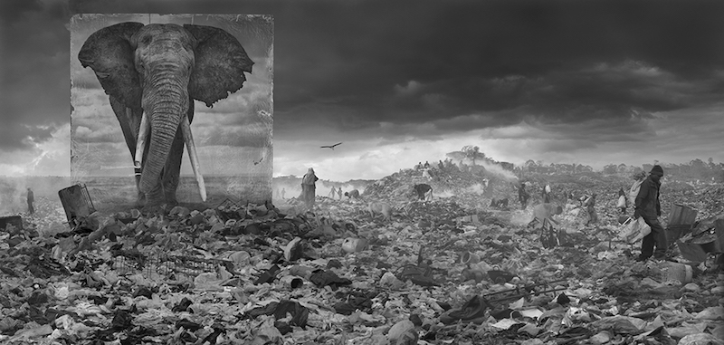 Wasteland with elephant 
(Nick Brandt/Courtesy Atlas Gallery)