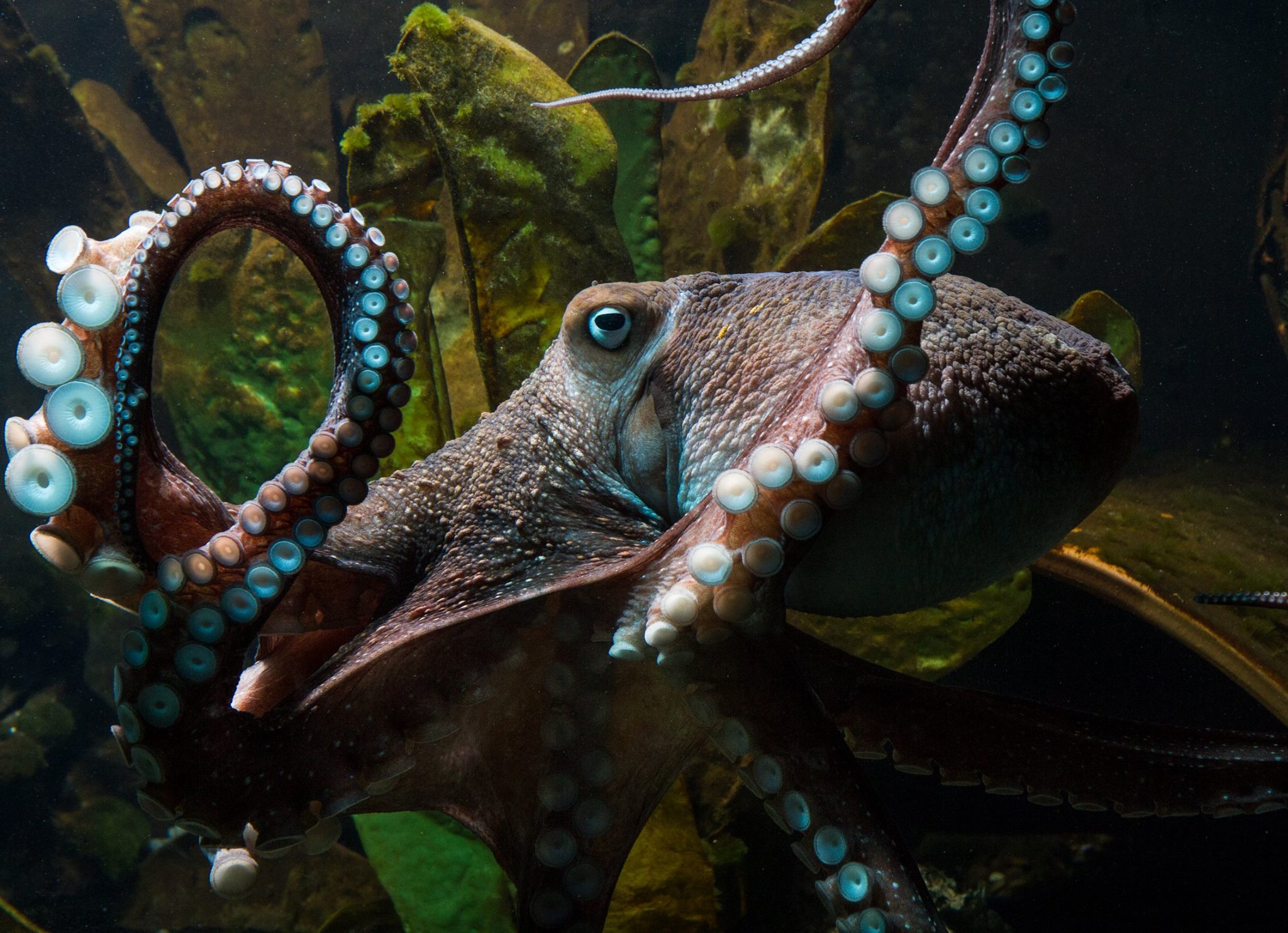 (National Aquarium, New Zealand)
