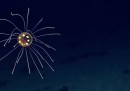 Il video di una nuova stranissima medusa