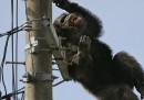Lo scimpanzé in fuga dallo zoo che passeggia sui cavi dell'elettricità