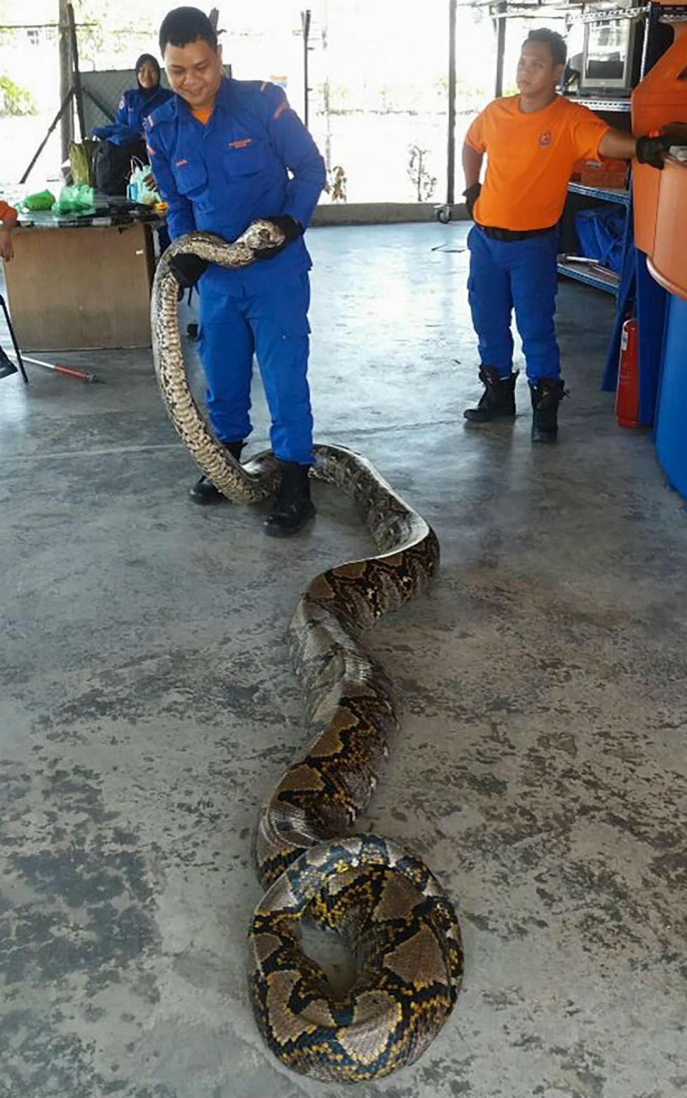 snake 2