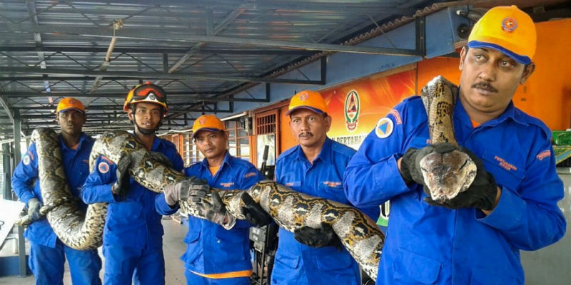 La squadra della protezione civile di Penang, in Malesia, posa con il pitone reticolato catturato in un cantiere (Ansa)