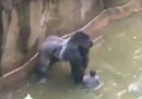 È stato giusto uccidere il gorilla?