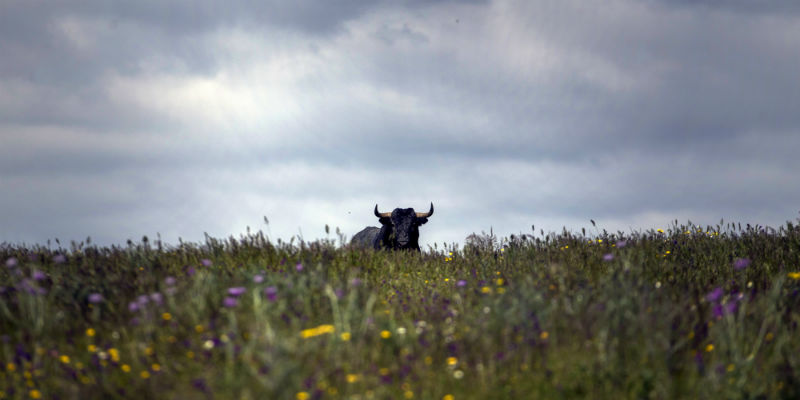 (AP Photo/Francisco Seco)