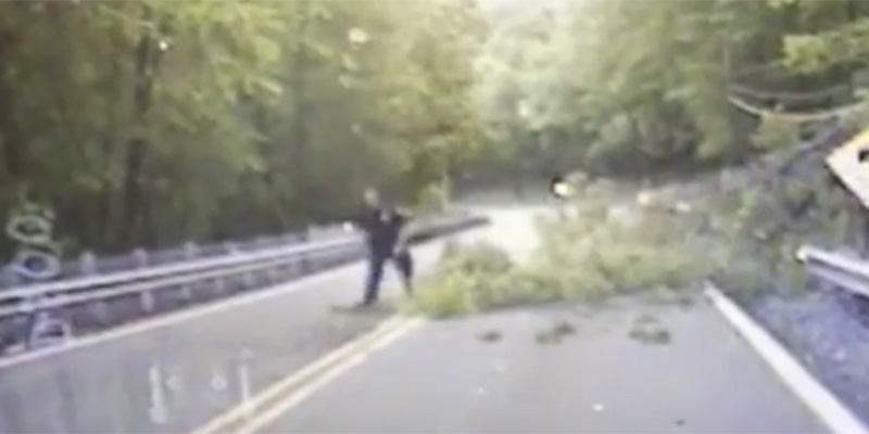 Alberi che vogliono uccidere poliziotti